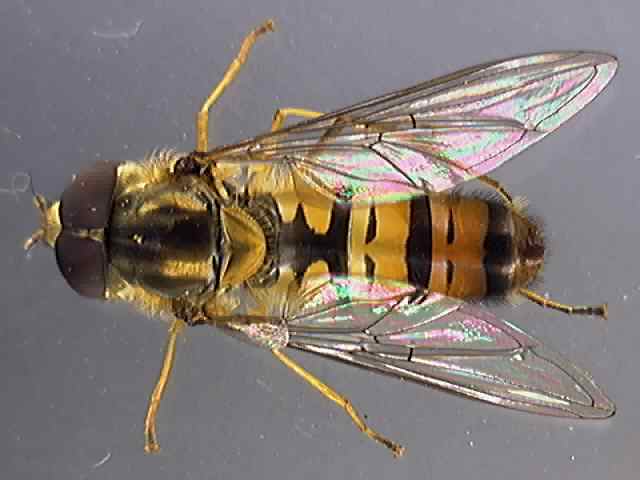 Episyrphus balteatus